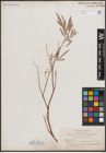Foto von Salix exigua Nutt.